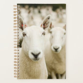 Farms | Herd of Sheep Planner (Voorkant)
