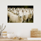 Farms | Herd of Sheep Poster (Keuken)