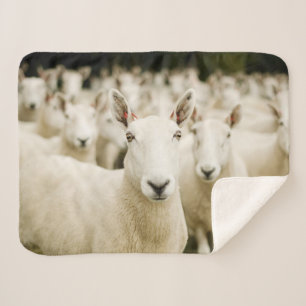 Farms Herd of Sheep Sherpa Deken
