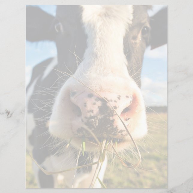 Farms | Holstein Cow Chewing (Voorkant)