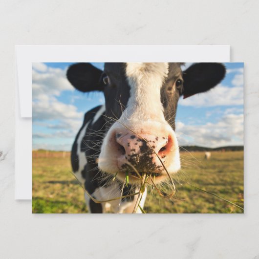 Farms | Holstein Cow Chewing Bedankkaart (Voorkant)