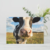 Farms | Holstein Cow Chewing Bedankkaart (Staand voorkant)