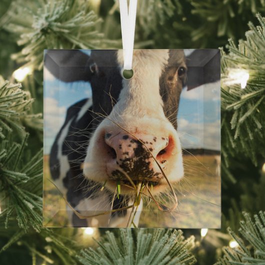 Farms | Holstein Cow Chewing Glas Ornament (Insitu)