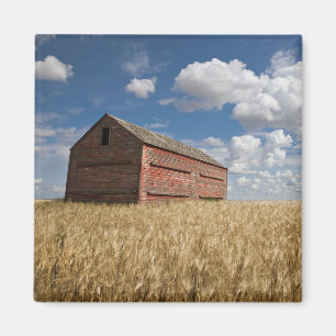 Farms Old Red Barn in Wheat Field Magneet