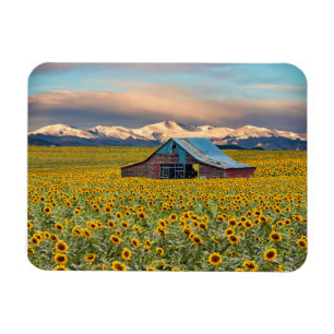 Farms   Sunflower Field Magneet
