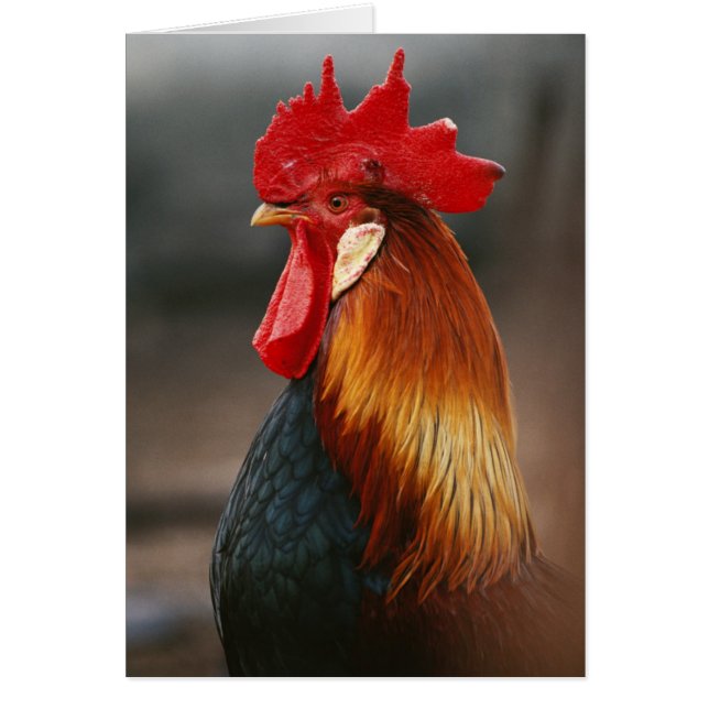Farmyard Domestic Rooster (Voorkant)