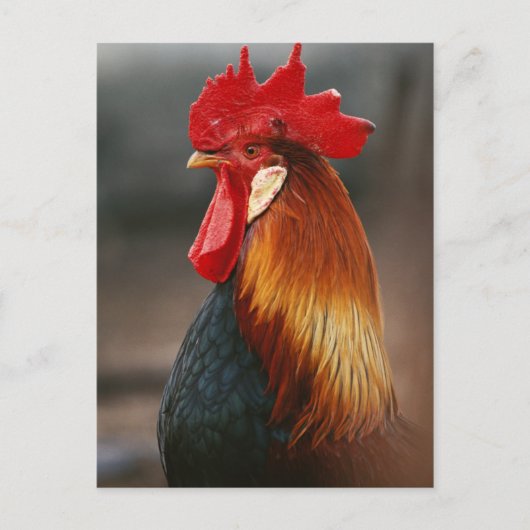 Farmyard Domestic Rooster Briefkaart (Voorkant)