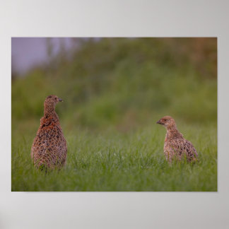 Fasanenmutter mit Kind morgens Poster