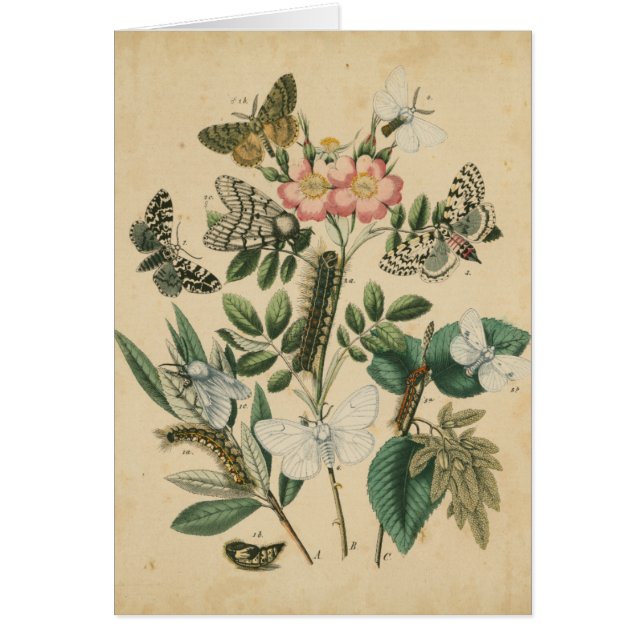 Fasen van Butterfly Life by Vision Studio (Voorkant)