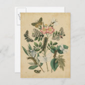 Fasen van Butterfly Life by Vision Studio Briefkaart (Voorkant / Achterkant)