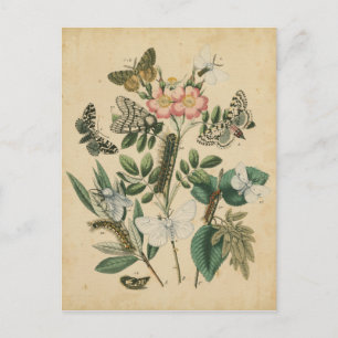 Fasen van Butterfly Life by Vision Studio Briefkaart