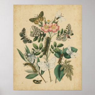 Fasen van Butterfly Life by Vision Studio Poster