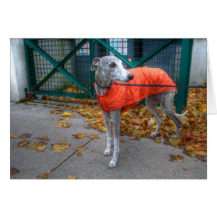 Fashionable Whippet