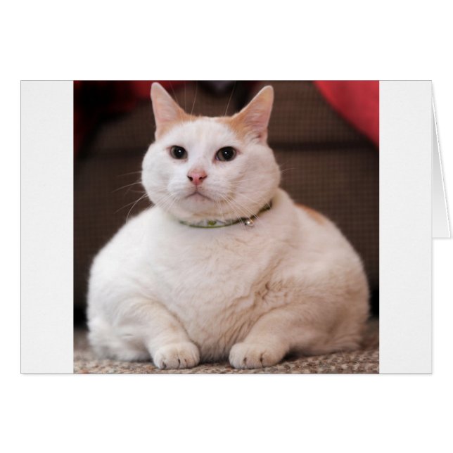 Fat (Devant horizontal)