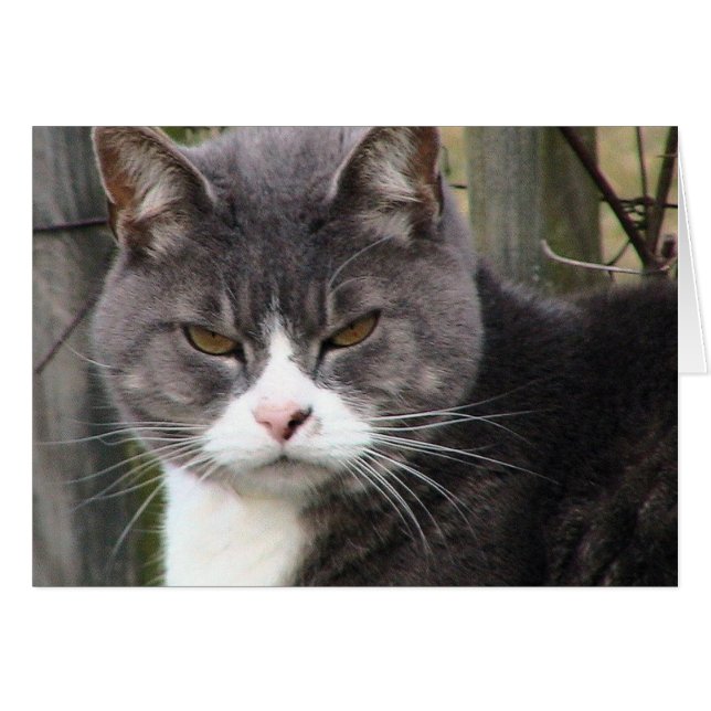 Fat Tabby GRUMPY (Voorkant Horizontaal)