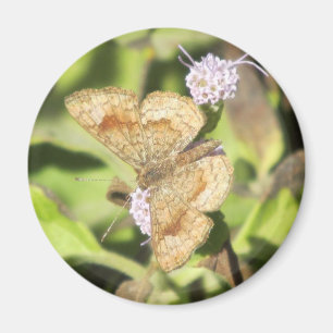 Fatal Metalmark Butterfly Magnet Magneet