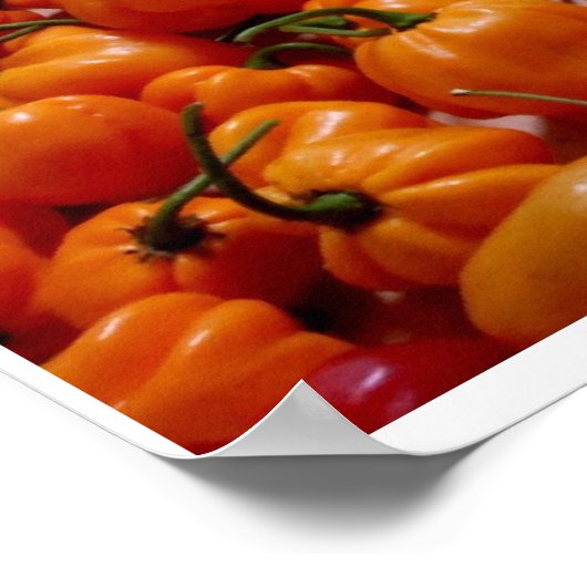 Fatalii's Chile Pepper Poster (Coin)