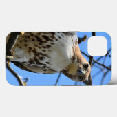 Faucon à queue rouge, coque Apple iPhone 13 (Verso (horizontal))