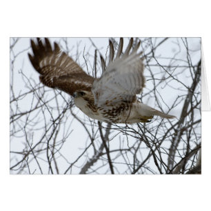 Faucon de Redtail