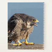 Faucon pèlerin 2024 (Dos)