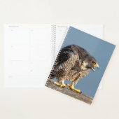 Faucon pèlerin 2024 (Devant avec enveloppe)