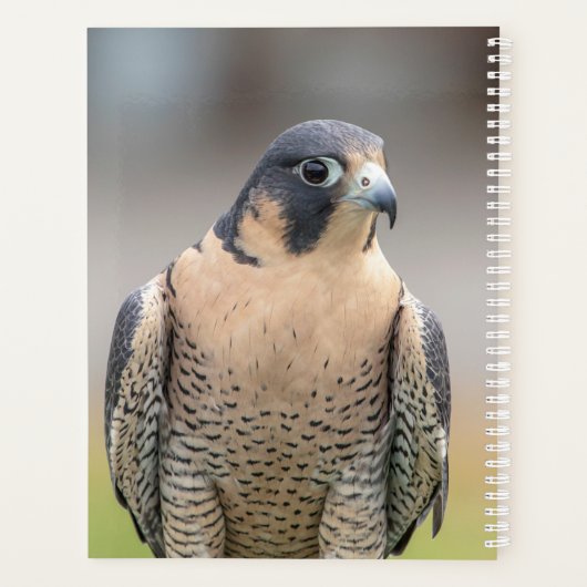 Faucon pèlerin 2024 (Dos)