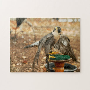faucon pérégrin, oiseau de puzzle de proie