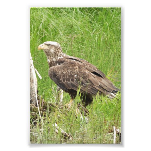 Faucon photo 4x6 (Devant)