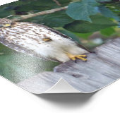 Faucon photo 6x4 (Coin)