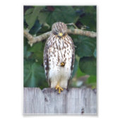 Faucon photo 6x4 (Devant)