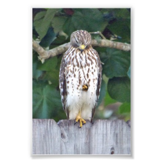 Faucon photo 6x4 (Devant)