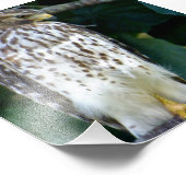 Faucon photo 6x4 (Coin)