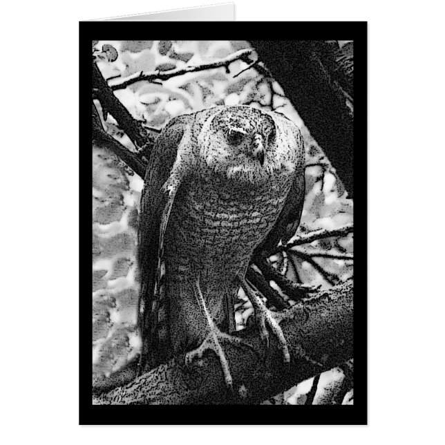 Faucon Pointu-Shinned (Devant)