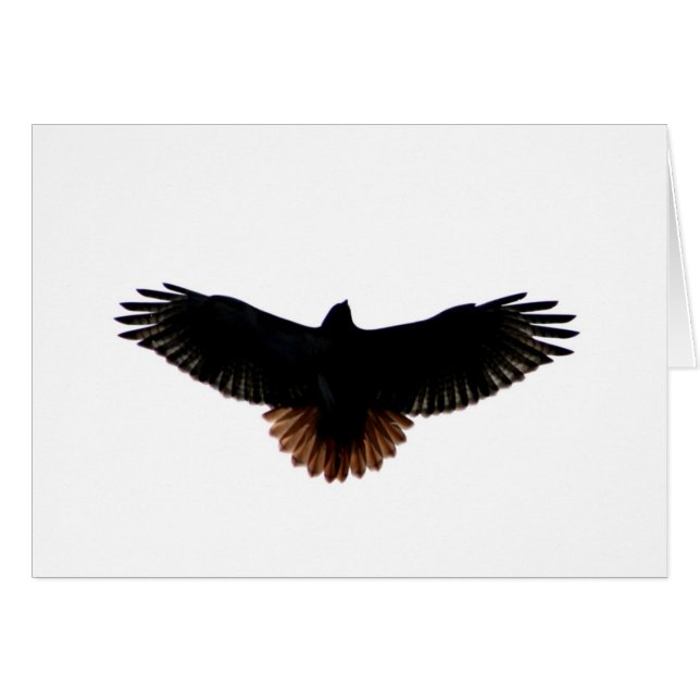 faucon Rouge-coupé la queue (Devant horizontal)