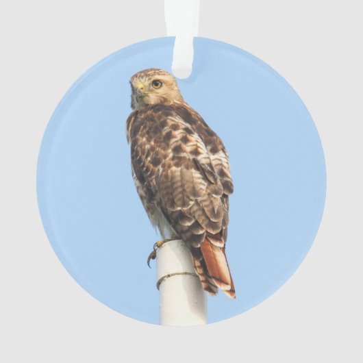 faucon Rouge-coupé la queue (dos)