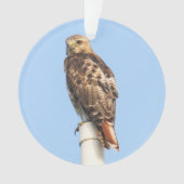 faucon Rouge-coupé la queue (devant)