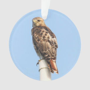 faucon Rouge-coupé la queue