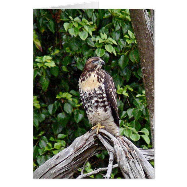 Faucon rouge-coupé la queue par jeune (Devant)