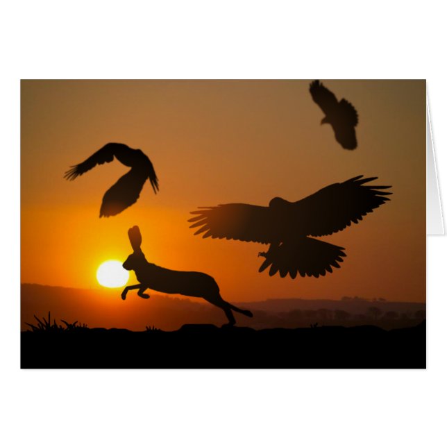 Faucons de Harris chassant la carte (Devant horizontal)