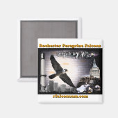 Faucons pèlerins de Magnet Rochester (Recto/Verso)