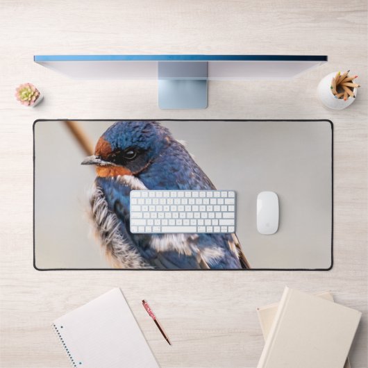 Faune au Canada : Oiseau d'hirondelle de grange (Bureau 1)