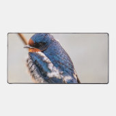 Faune au Canada : Oiseau d'hirondelle de grange (Recto)