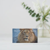 Faune - carte de visite de lion (Debout devant)