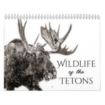 Faune Du Calendrier Des Tétons