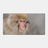 Faune japonaise : Singe des neiges Brown (Recto)