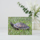 Fausse carte Turtle Ridgeland Sc (Debout devant)