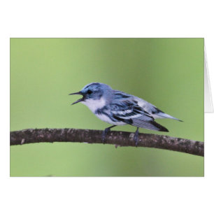 Fauvette Cerulean