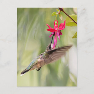 Favoriete Fuchsia Hummingbird Briefkaart
