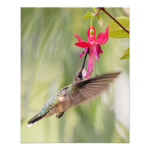 Favoriete Fuchsia Hummingbird Foto Afdruk