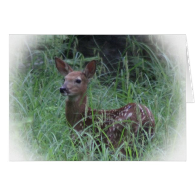 Fawn (Voorkant Horizontaal)
